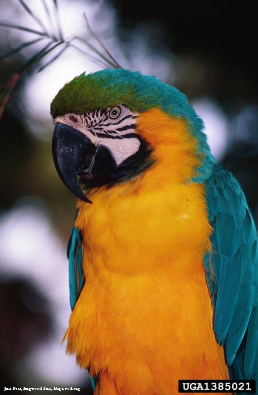 Blue and Gold (Yellow) Macaw